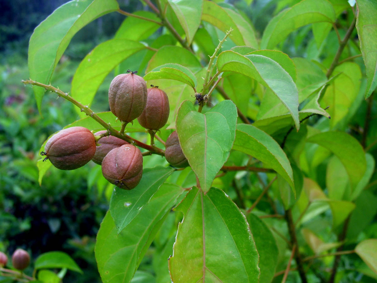 Croton tiglium